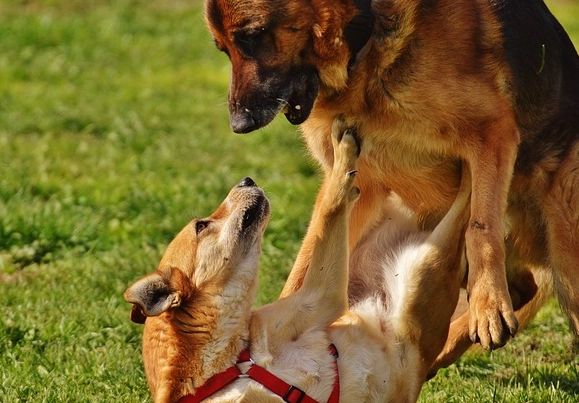 how to stop dog hump how to stop dog hump