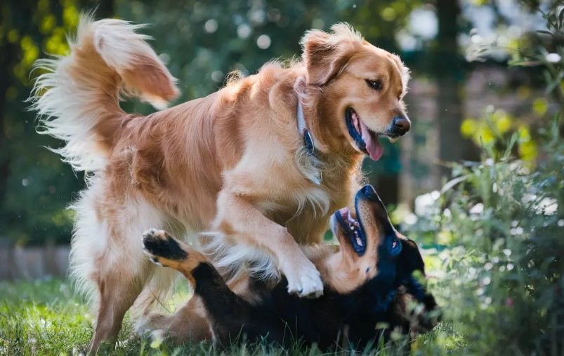 why do dogs mount other dogs why do dogs mount other dogs