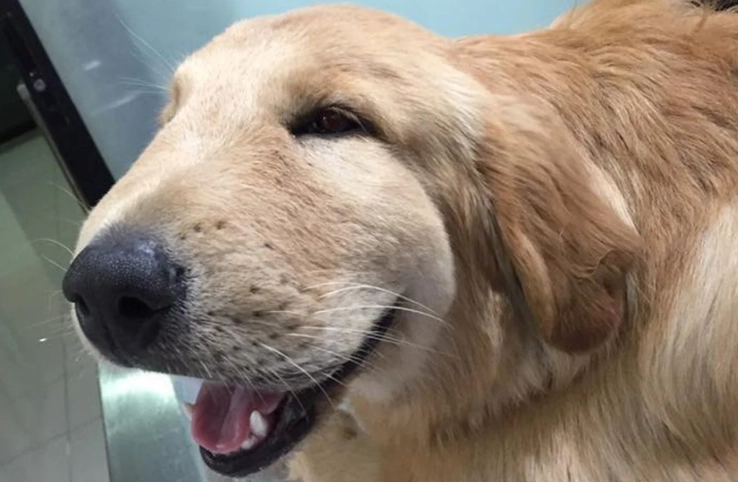 dog bee sting reaction time