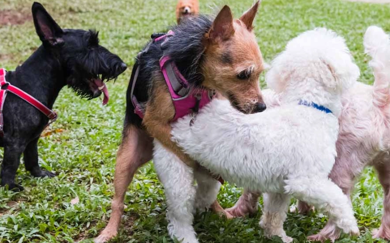 why do dogs hump why do dogs hump