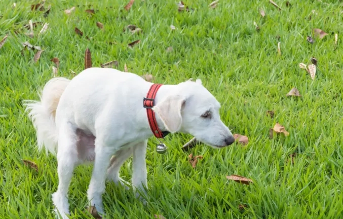 dog diarrhea treatment at home