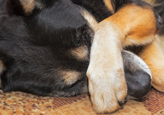 most common cause of diarrhea in dogs most common cause of diarrhea in dogs