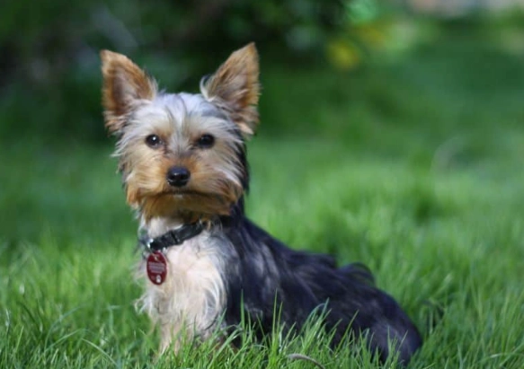 how long does dog diarrhea last