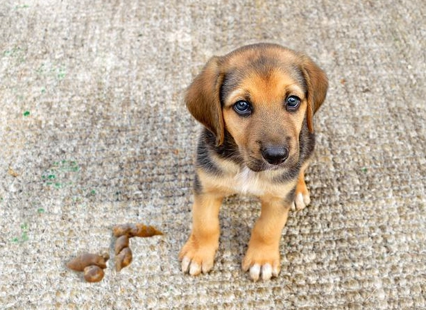 is dog diarrhea an emergency is dog diarrhea an emergency