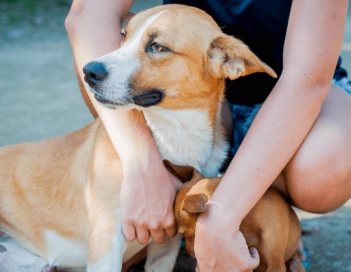 dog diarrhea remedies