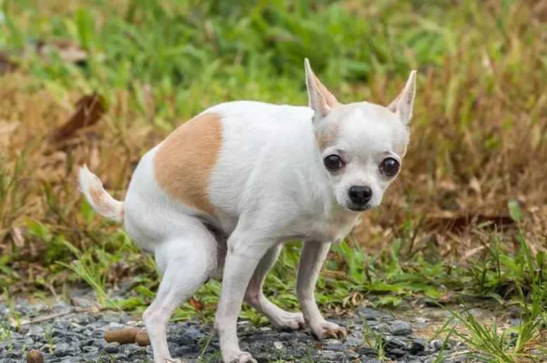 dog diarrhea causes dog diarrhea causes