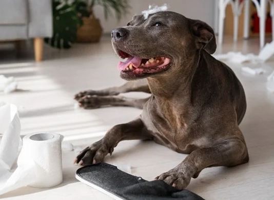 dog diarrhea but acting normal dog diarrhea but acting normal