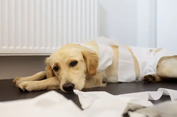 what to feed a dog with diarrhea