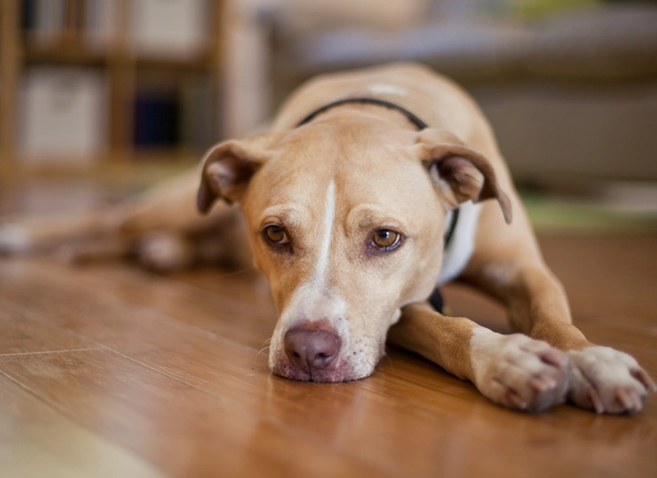 dog diarrhea treatment