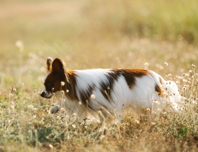 how long does dog diarrhea last