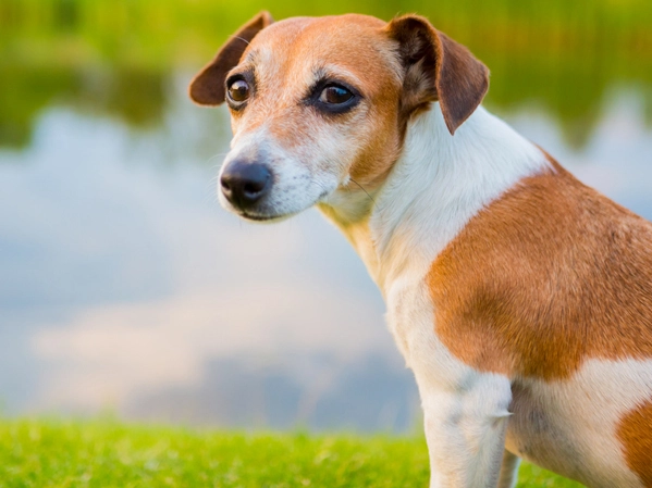 dog diarrhea when to worry