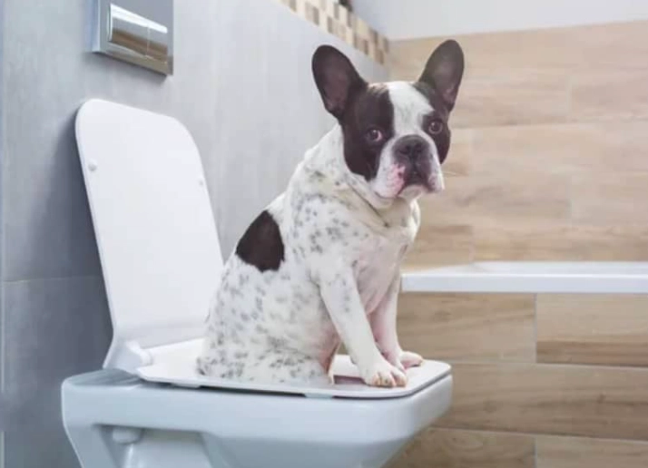 dog diarrhea treatment at home