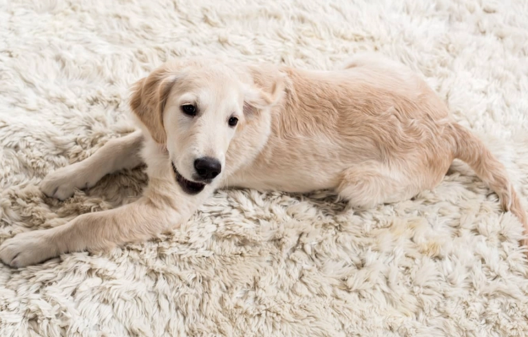 dog diarrhea but acting normal dog diarrhea but acting normal