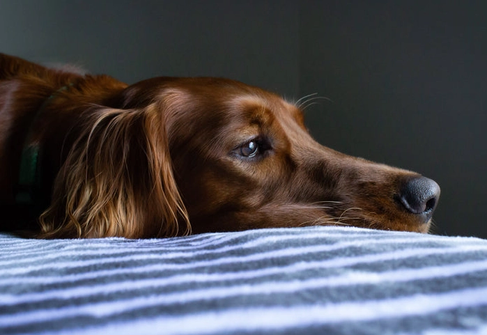 what to feed a dog with diarrhea