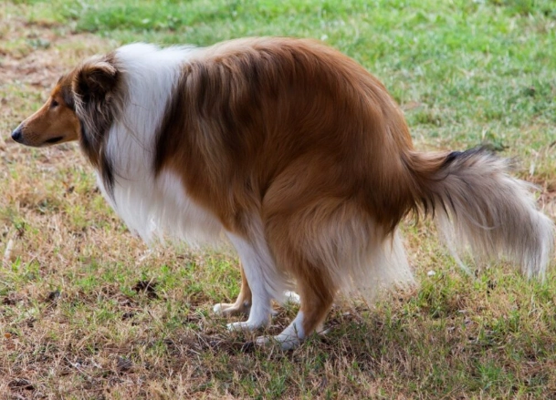 is dog diarrhea an emergency is dog diarrhea an emergency