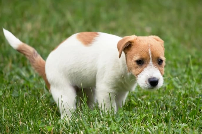 most common cause of diarrhea in dogs most common cause of diarrhea in dogs