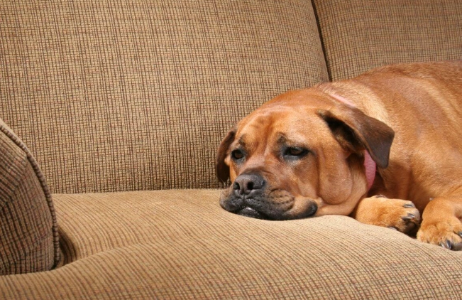 canine diarrhea canine diarrhea