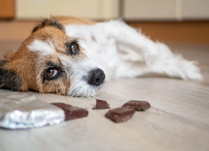 dog diarrhea causes dog diarrhea causes