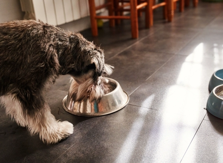 dog diarrhea remedies