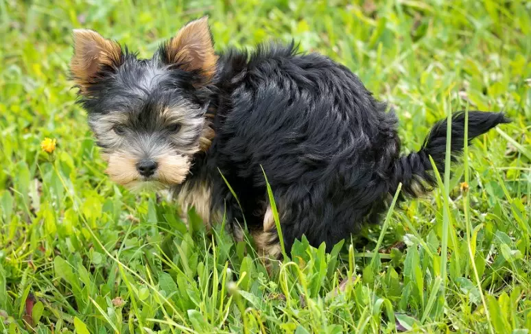 dog has diarrhea but playful dog has diarrhea but playful