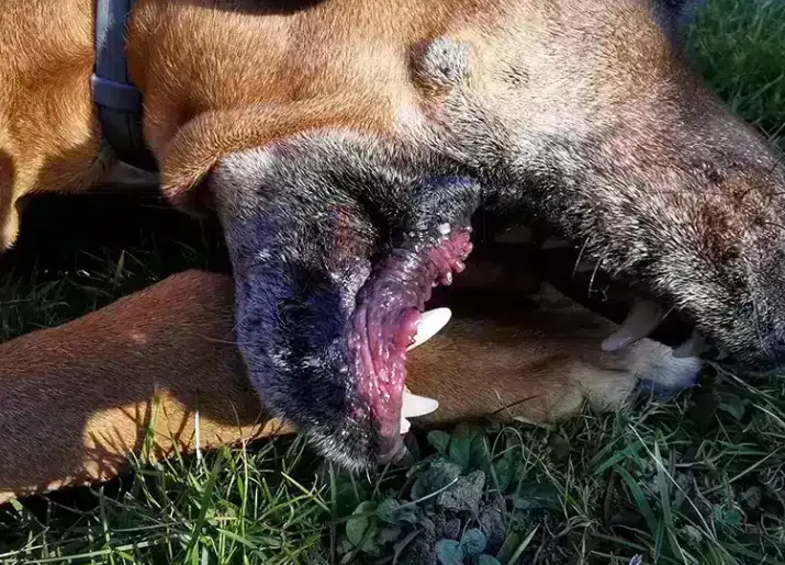 dog diarrhea treatment