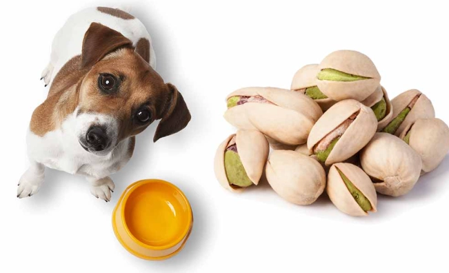 nuts toxic to dogs