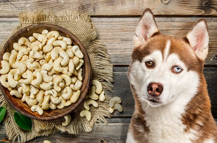 can dogs eat nuts