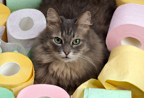 cat diarrhea home remedy