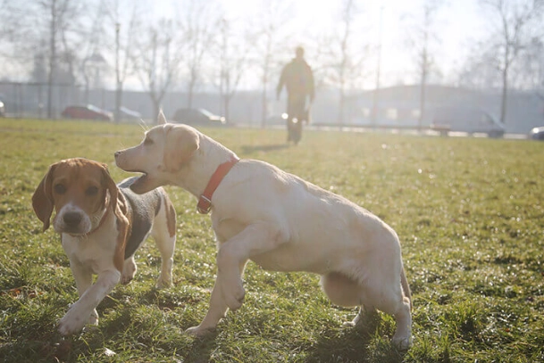 dog mounting behavior dog mounting behavior