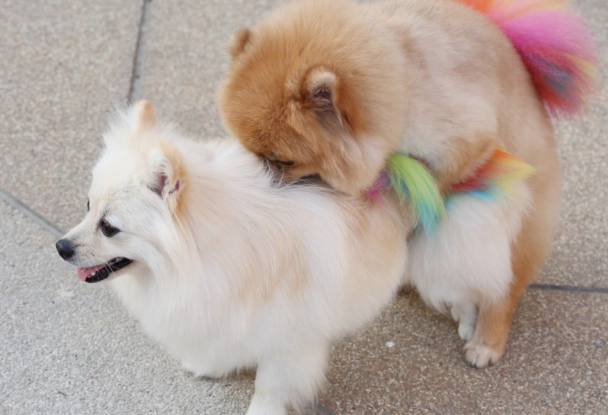 stop dog humping stop dog humping