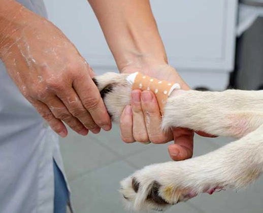 dew claw removal cost dew claw removal cost