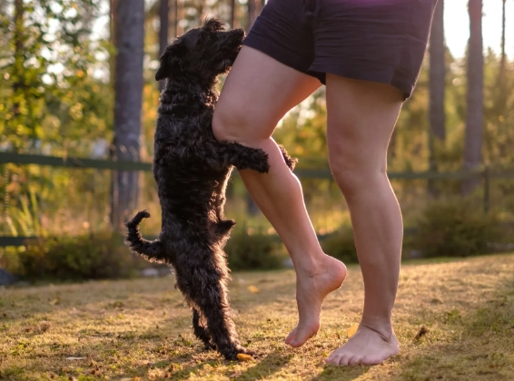 stop dog humping stop dog humping