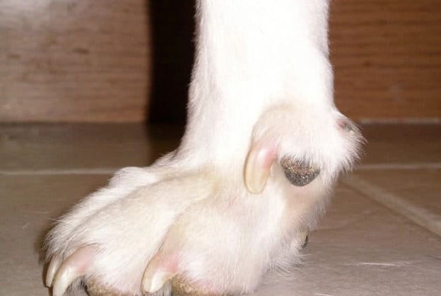 removing dew claws on dogs removing dew claws on dogs