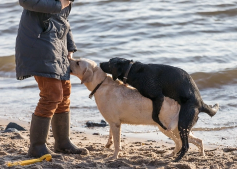 dog mounting behavior dog mounting behavior