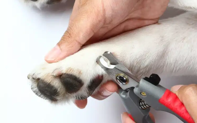 dew claw surgery recovery dew claw surgery recovery