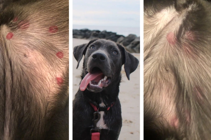 treating insect stings on dogs