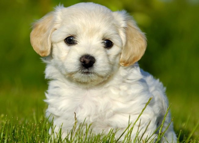 how to express dog anal glands