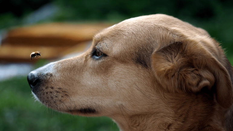 dog insect sting symptoms