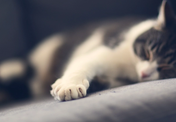 cat kneading behavior