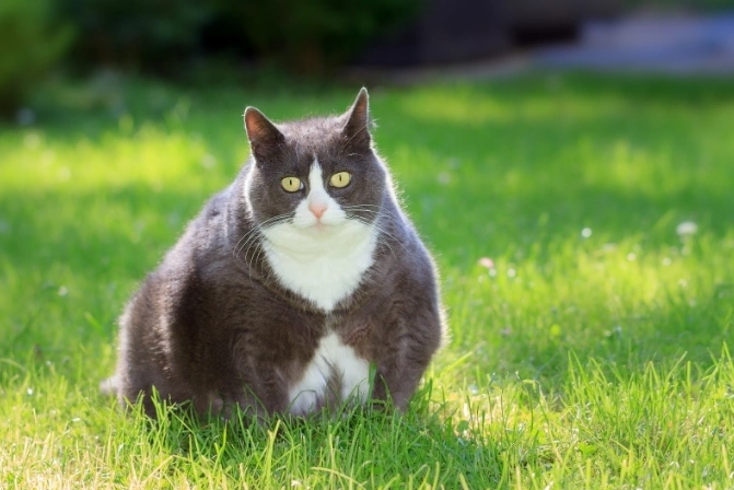 feline weight management