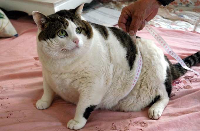 feline weight management