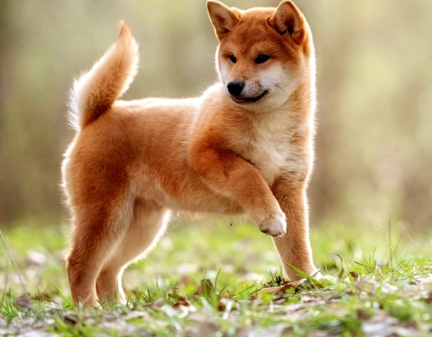 anal gland infection in dogs