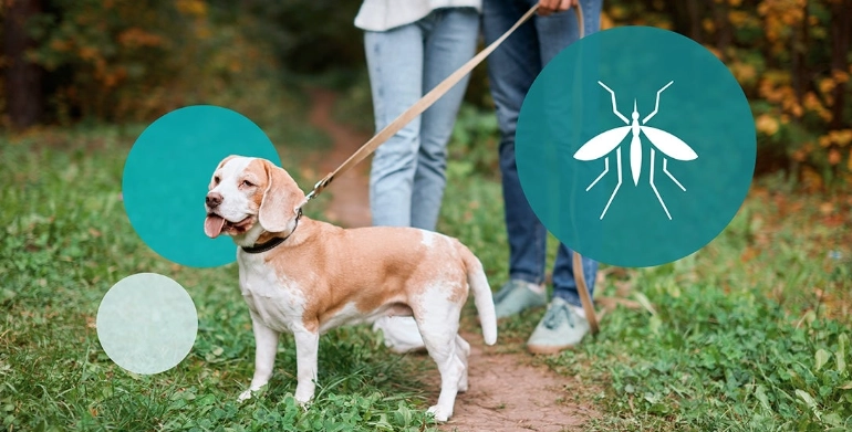 treating insect stings on dogs