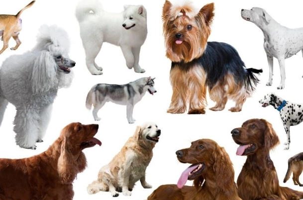 anal gland infection in dogs