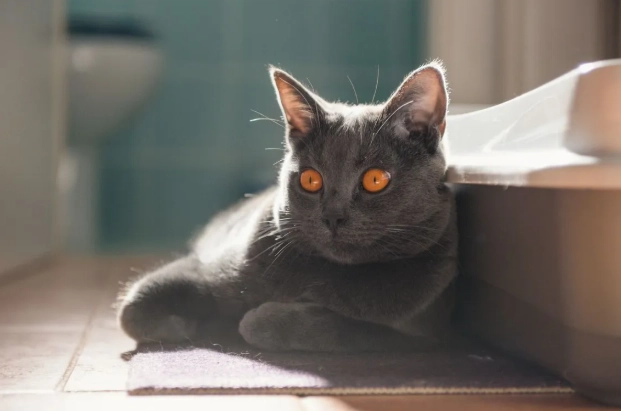 constipated cat home treatment