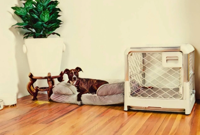 Crate Train a Puppy Overnight: A Realistic Step-by-Step Guide