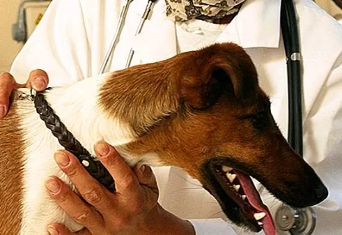 muscle loss in dogs treatment