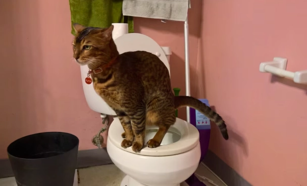 cat toilet training