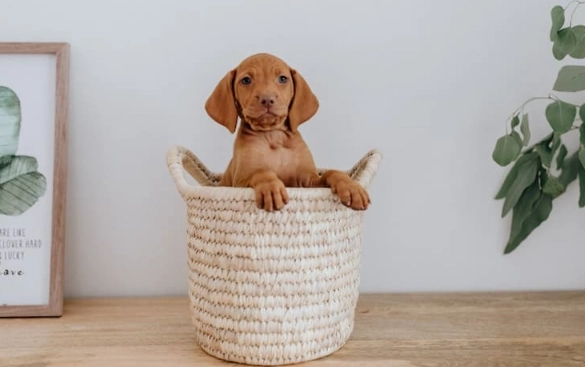 how to puppy proof your home