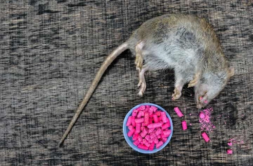how to get rid of rats without harming pets